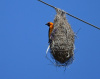 Altamira Oriole